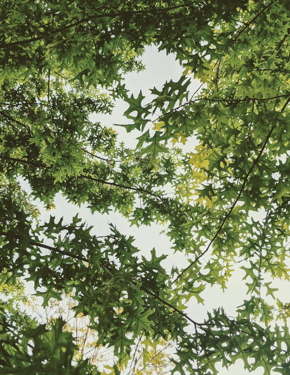 The Meaning Behind the Tree of Life